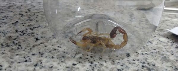 Alacrán Tityus trivittatus dentro de una botella plástica, tomada en el Hospital de Niños de Córdoba. - Sputnik Mundo