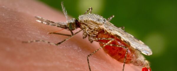 El mosquito Anopheles stephensi es el responsable de trasmitir la malaria a los humanos y habita en prácticamente todo el mundo incluyendo Europa, África, Asia, América y Oceanía El mosquito Anopheles stephensi es el responsable de trasmitir la malaria a los humanos y habita en prácticamente todo el mundo incluyendo Europa, África, Asia, América y Oceanía - Sputnik Mundo