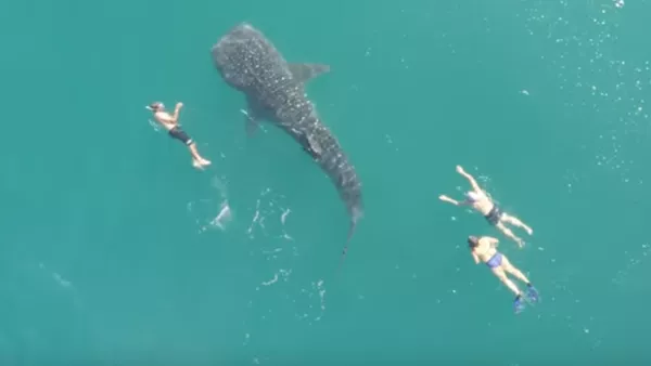 Turistas se dan un chapuzón con el mayor tiburón de la Tierra - Sputnik Mundo