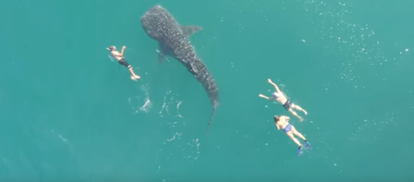 Turistas se dan un chapuzón con el mayor tiburón de la Tierra - Sputnik Mundo