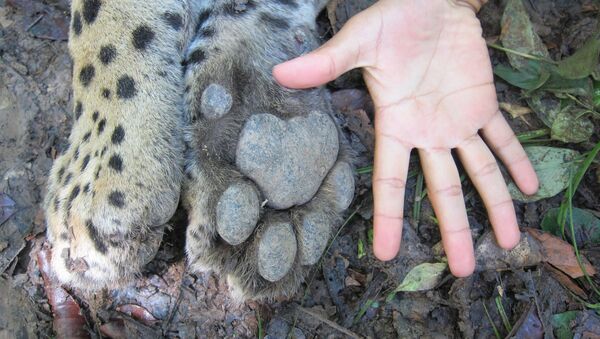 El jaguar, uno de los felinos más bellos y temidos de América - Sputnik Mundo