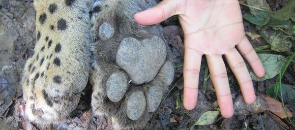 El jaguar, uno de los felinos más bellos y temidos de América - Sputnik Mundo