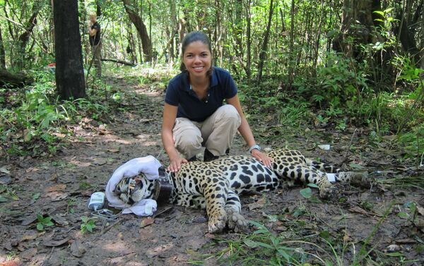 El jaguar, uno de los felinos más bellos y temidos de América El jaguar, uno de los felinos más bellos y temidos de América - Sputnik Mundo