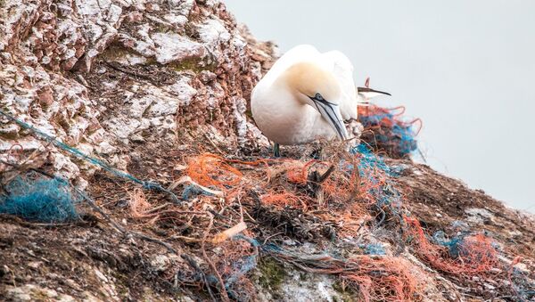 Plástico en el mar - Sputnik Mundo