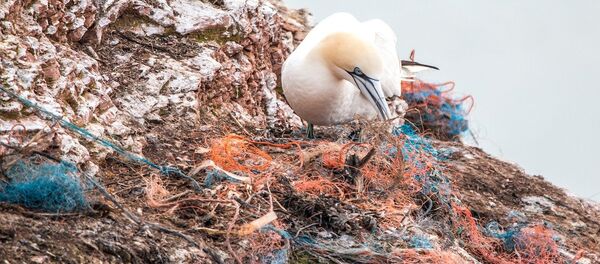 Plástico en el mar - Sputnik Mundo