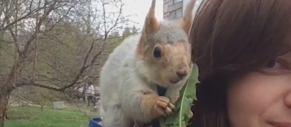 La vida de la tierna ardilla que encontró una nueva familia en Novosibirsk La vida de la tierna ardilla que encontró una nueva familia en Novosibirsk - Sputnik Mundo
