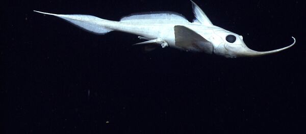 Un pez abisal - Sputnik Mundo