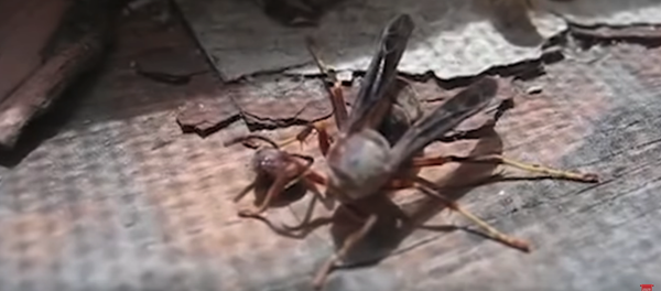 La vida después de la muerte es una realidad para esta avispa La vida después de la muerte es una realidad para esta avispa - Sputnik Mundo