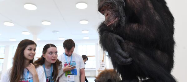 La reconstrucción de la especie 'Homo naledi', mostrada en la exposición 'El día del eslabón perdido: Homo naledi' - Sputnik Mundo