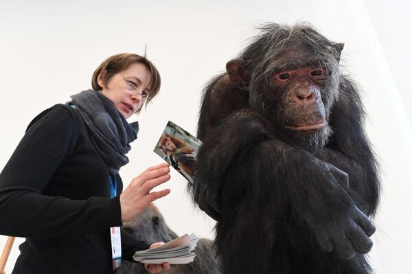 La reconstrucción de la especie 'Homo naledi', mostrada en la exposición 'El día del eslabón perdido: Homo naledi' - Sputnik Mundo