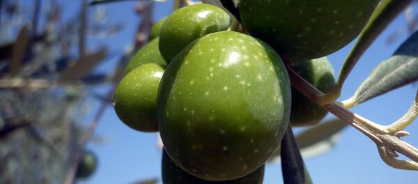 Olivos - Sputnik Mundo