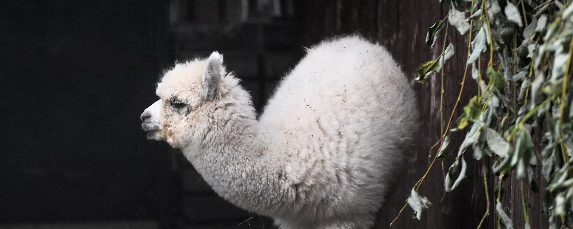 Una alpaca en el zoológico de Moscú Una alpaca en el zoológico de Moscú - Sputnik Mundo, 1920, 05.10.2020