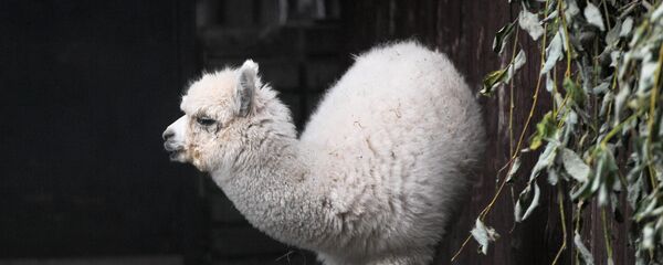 Una alpaca en el zoológico de Moscú - Sputnik Mundo