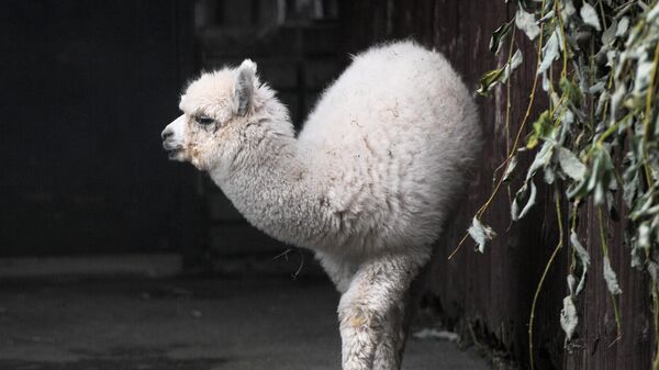 Una alpaca en el zoológico de Moscú - Sputnik Mundo