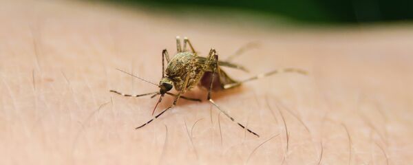 Un mosquito - Sputnik Mundo