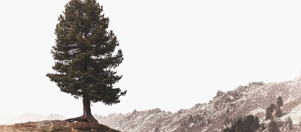 Un pino (imagen referencial) - Sputnik Mundo