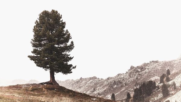 Un pino (imagen referencial) - Sputnik Mundo