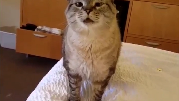 gato - Sputnik Mundo