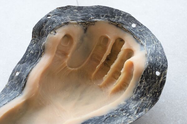 Форма для отливки скульптурной реконструкции руки - Sputnik Mundo