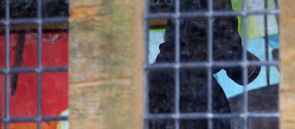 Un miembro de la unidad forense británica inspecciona el pub The Mill, en Salisbury, Reino Unido - Sputnik Mundo