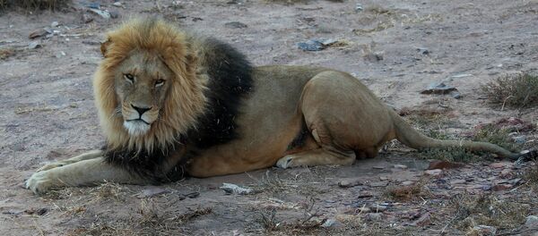Un león (imagen ilustrativa) - Sputnik Mundo