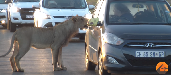 Una leona asusta a unos turistas al intentar abrir la puerta de su automóvil - Sputnik Mundo