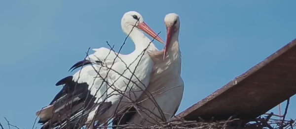 Malena y Klepetán: una larga historia de amor de dos cigüeñas - Sputnik Mundo