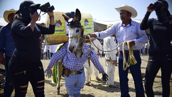 Feria Nacional del Burro en México - Sputnik Mundo