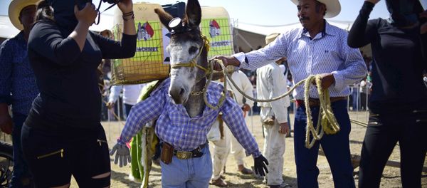 Feria Nacional del Burro en México Feria Nacional del Burro en México - Sputnik Mundo