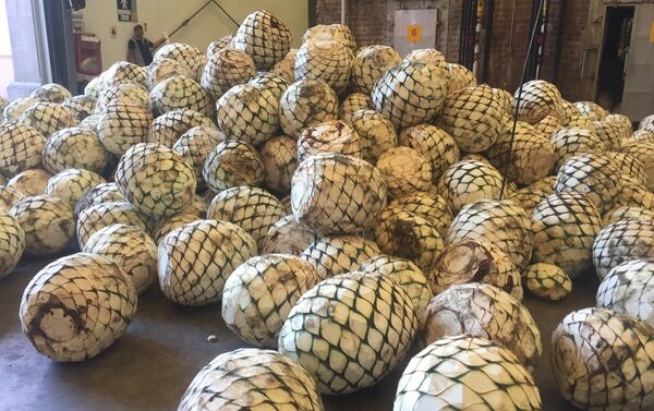 Agave azul Tequilana Weber para la producción de tequila para la producción de tequila - Sputnik Mundo