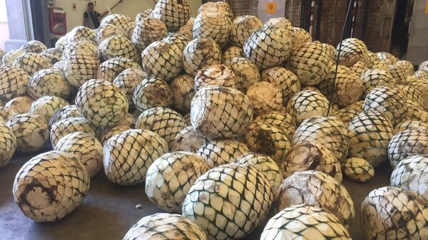 Agave azul Tequilana Weber para la producción de tequila para la producción de tequila - Sputnik Mundo