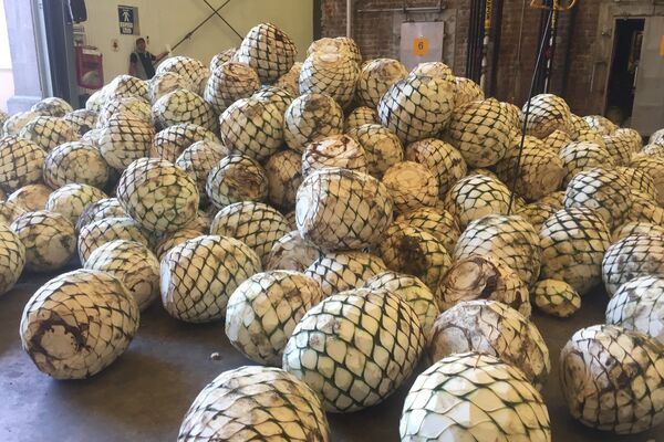 Agave azul Tequilana Weber para la producción de tequila para la producción de tequila - Sputnik Mundo