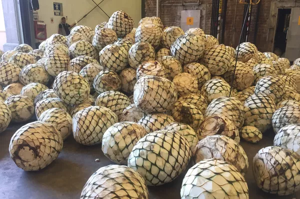 Agave azul Tequilana Weber para la producción de tequila para la producción de tequila Agave azul Tequilana Weber para la producción de tequila para la producción de tequila - Sputnik Mundo