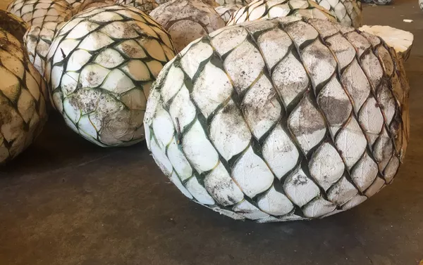 Agave azul Tequilana Weber para la producción de tequila Agave azul Tequilana Weber para la producción de tequila - Sputnik Mundo