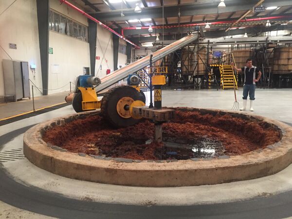 Producción de tequila - Sputnik Mundo