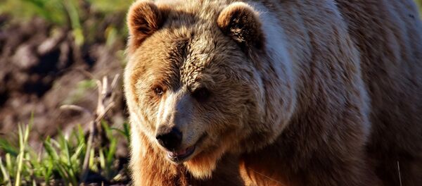 Oso (imagen referencial) - Sputnik Mundo