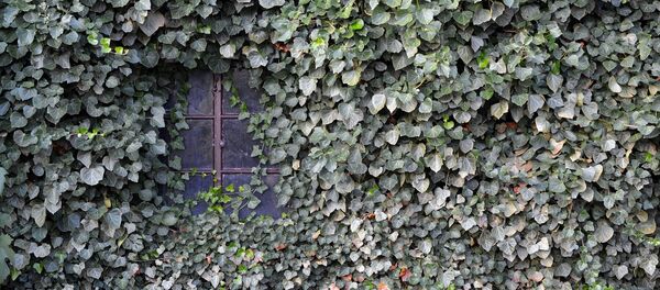 Casa tapada de hiedra (imagen referencial) - Sputnik Mundo