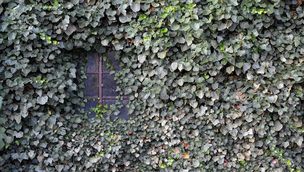 Casa tapada de hiedra (imagen referencial) - Sputnik Mundo