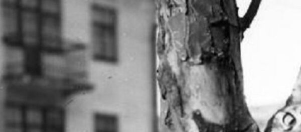 Animales heroicos de la II Guerra Mundial Animales heroicos de la II Guerra Mundial - Sputnik Mundo