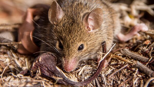 Un antechinus - Sputnik Mundo