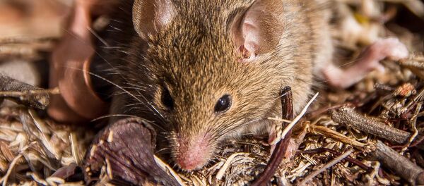 Un antechinus - Sputnik Mundo