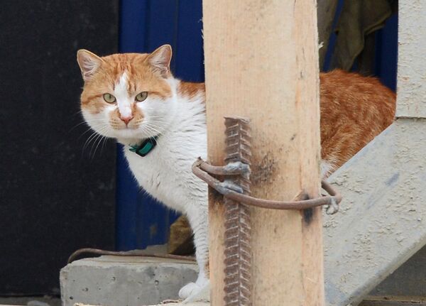 El gato Móstik, la mascota del puente de Crimea El gato Móstik, la mascota del puente de Crimea - Sputnik Mundo