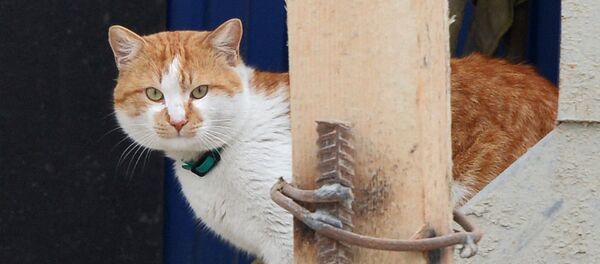 El gato Móstik, la mascota del puente de Crimea - Sputnik Mundo