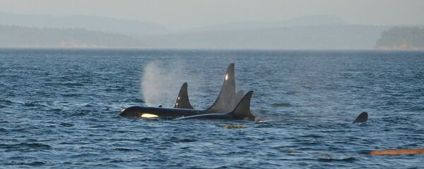 Unas orcas en el mar - Sputnik Mundo