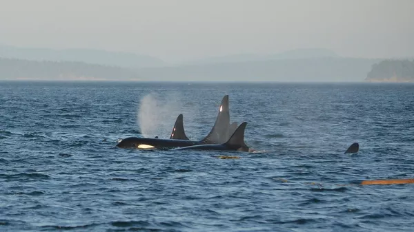 Unas orcas en el mar