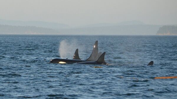 Unas orcas en el mar - Sputnik Mundo