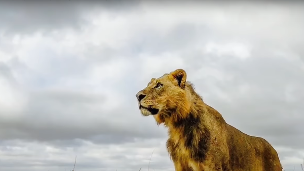 Un león - Sputnik Mundo