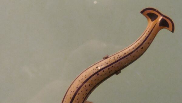 Gusano martillo, imagen referencial - Sputnik Mundo