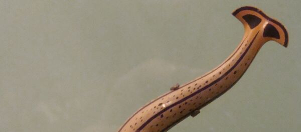 Gusano martillo, imagen referencial - Sputnik Mundo