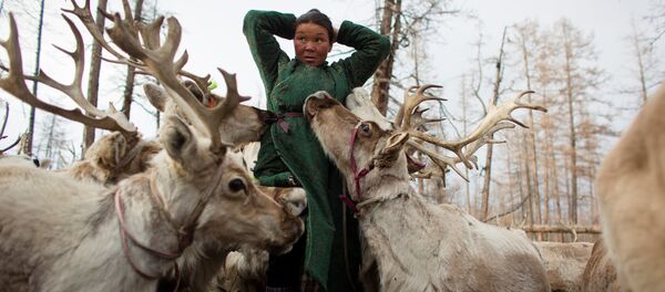 Cómo viven los últimos pastores de renos en Mongolia - Sputnik Mundo